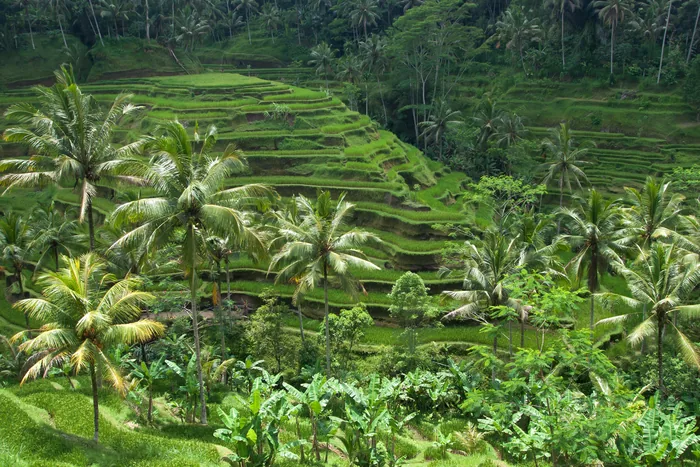 Terraced rice fields at Tegallalang near Ubud, Bali