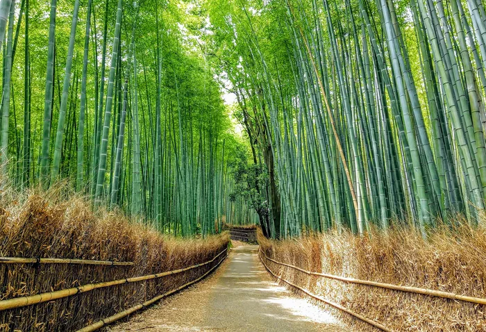 A path through the Sagano bamboo grove in Arashiyama, Kyoto