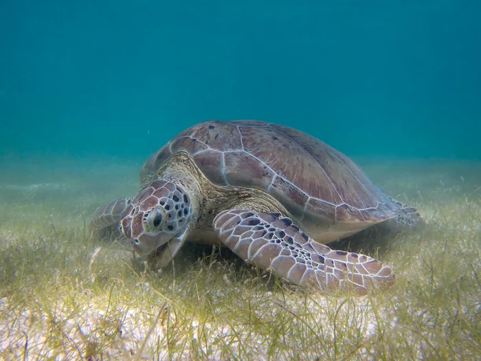 A green sea turtle grazing seagrass in Akumal Bay